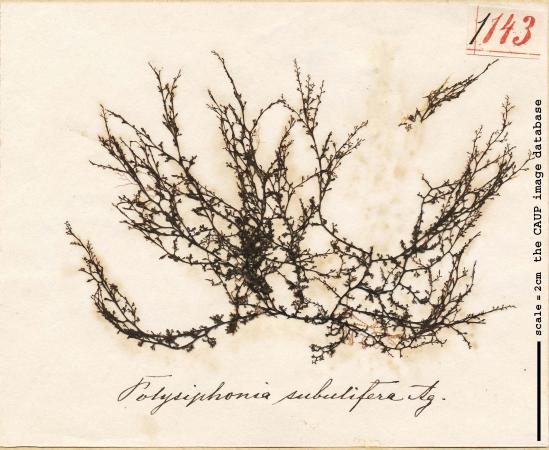 Polysiphonia subulifera_143.jpg